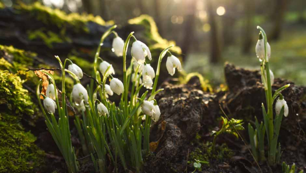 Snowdrops - Jane Donaghy